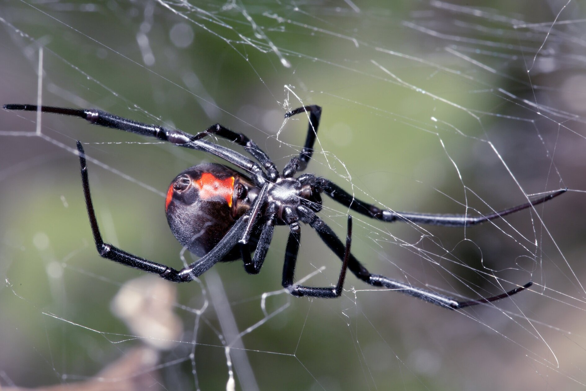 black-widow-spider.jpg