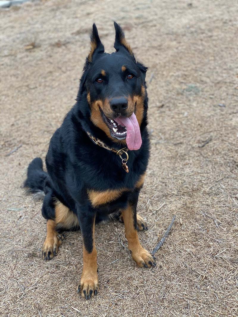 A black and tan dog sitting on a dirt surface with its tongue out, looking toward the camera.