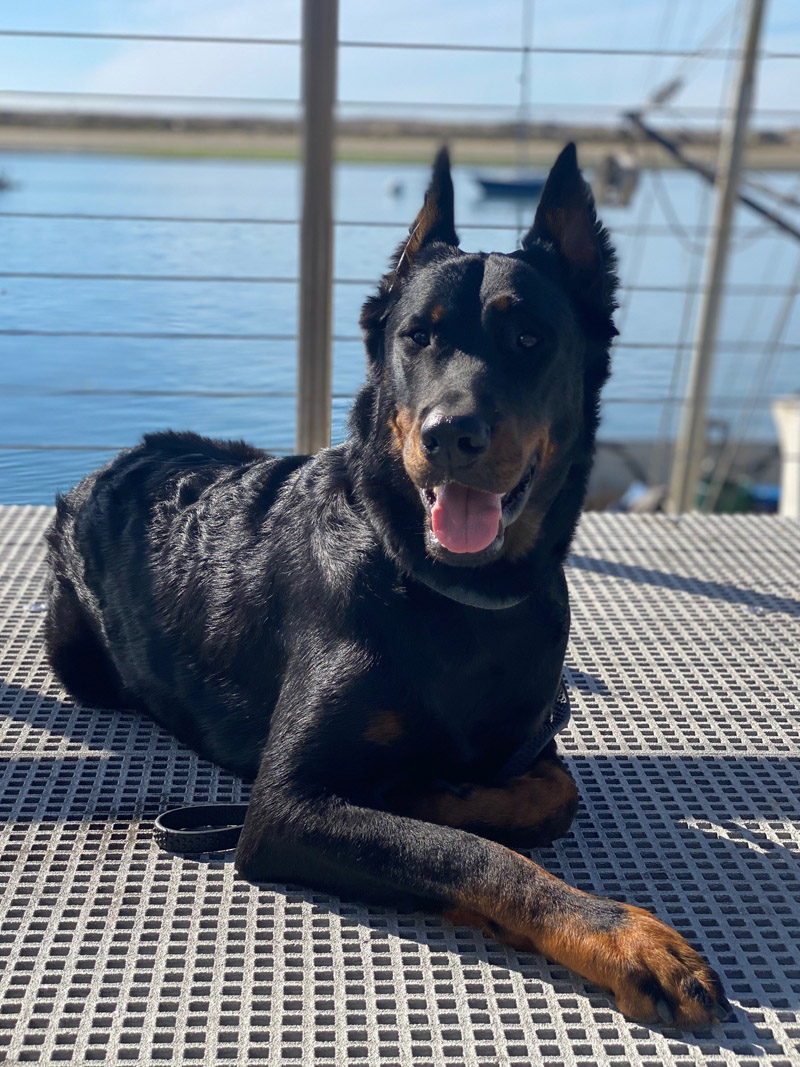 A black and tan dog with cropped ears lying on a metal surface, with a waterfront and railing in the background.