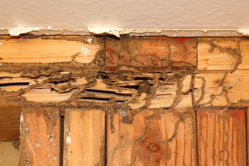 Severely damaged wooden wall structure showing visible signs of termite infestation and tunneling beneath a layer of drywall.
