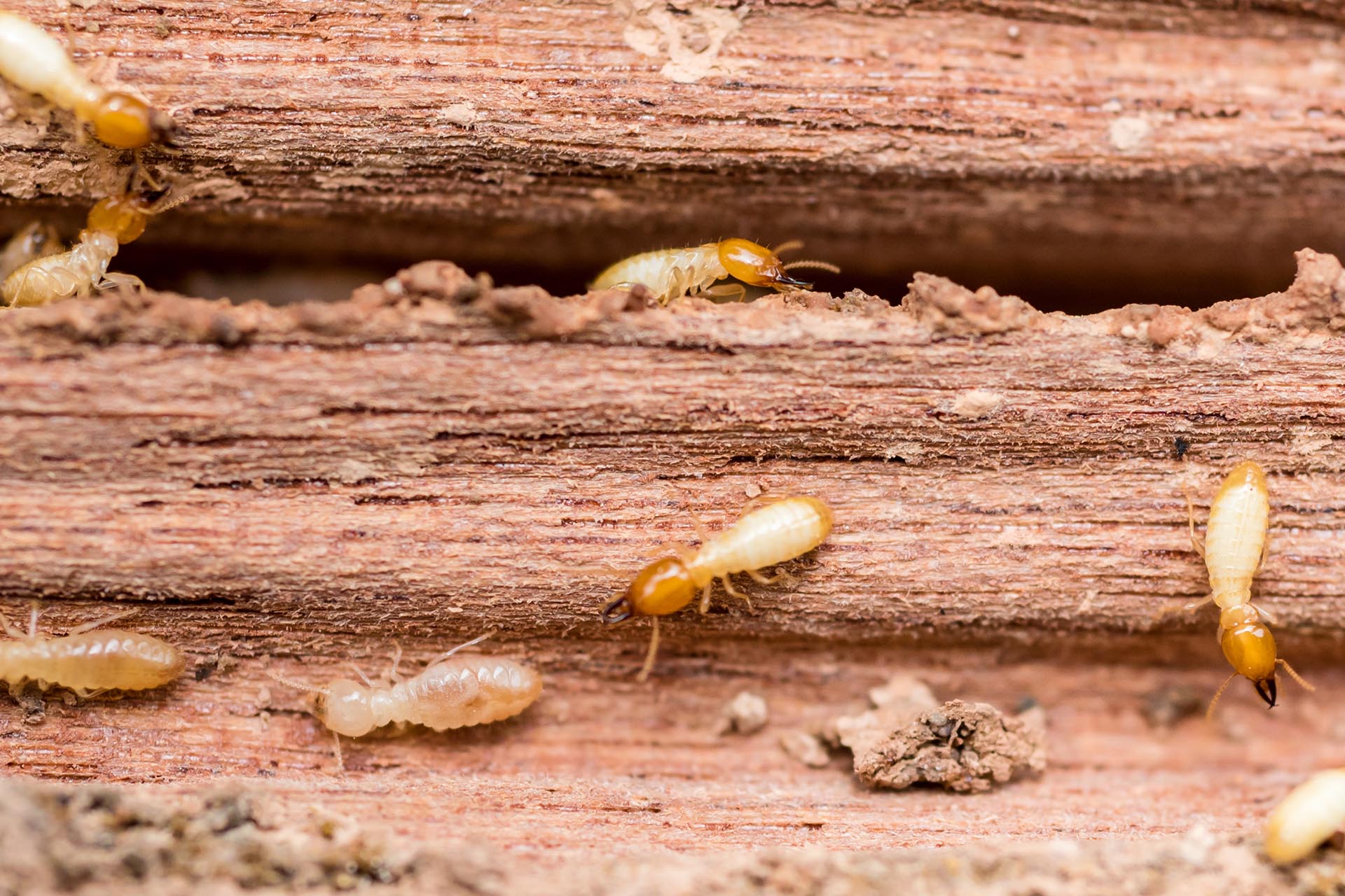 Close-up image of termites crawling through and damaging a piece of wood.