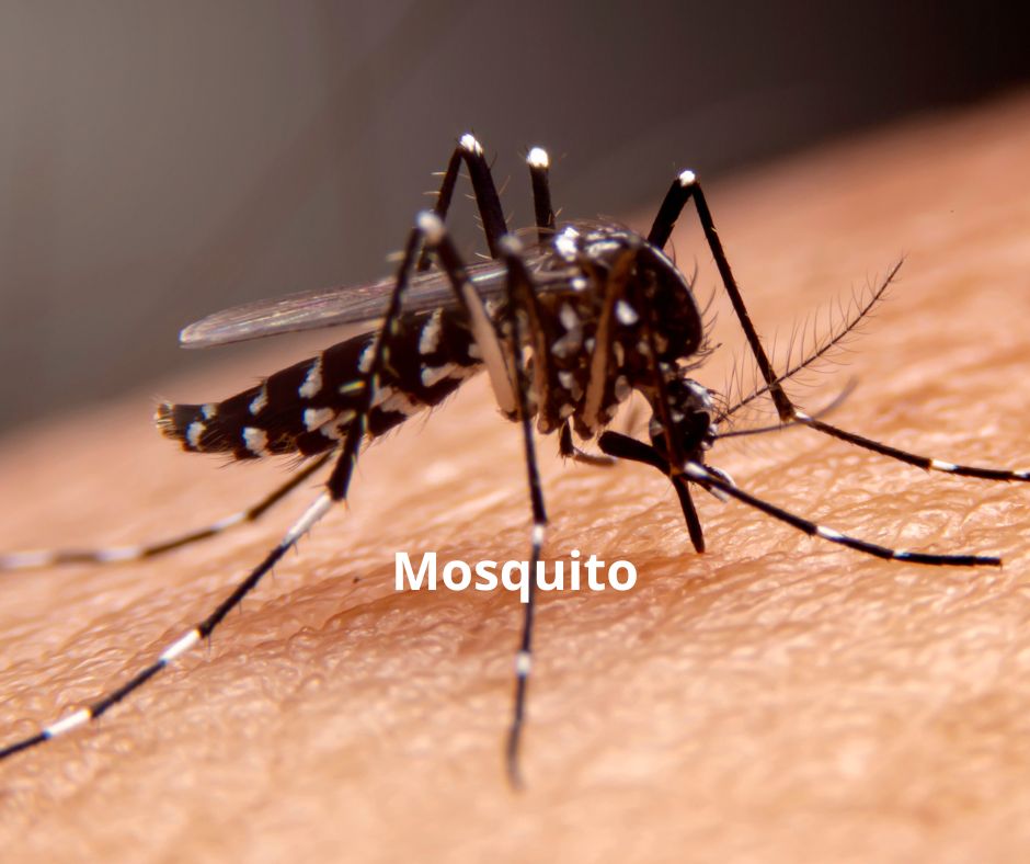 Close-up of a mosquito labeled "Mosquito" feeding on human skin, showing its black body and white-striped legs.