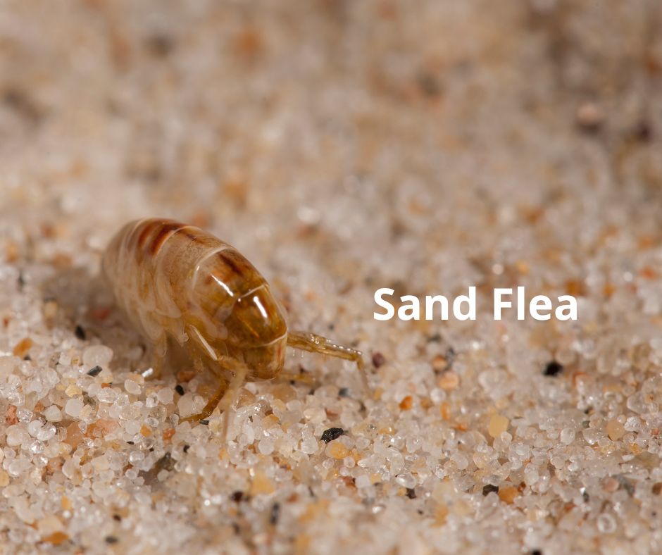 Close-up image of a sand flea on granular beach sand with the label "Sand Flea" written beside it.