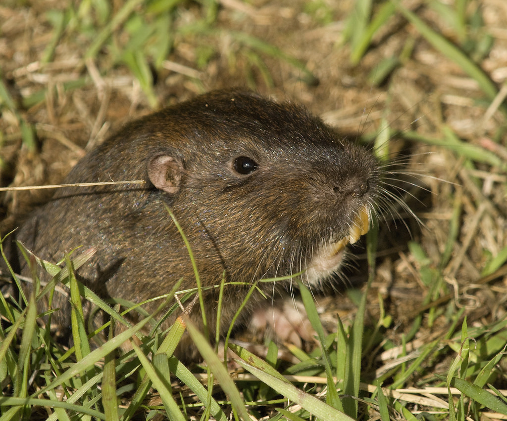 Small brown rodent emerging from a burrow in grass, close-up with prominent orange incisors, rounded ears, and whiskers.